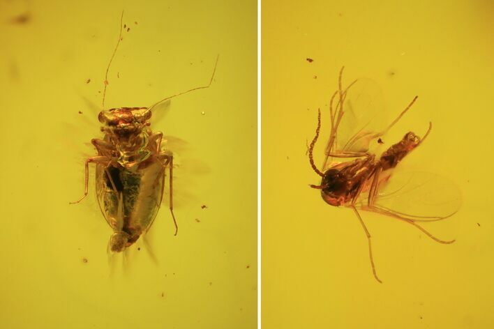 Fossil Fly (Diptera) & Blattodea In Baltic Amber #58141